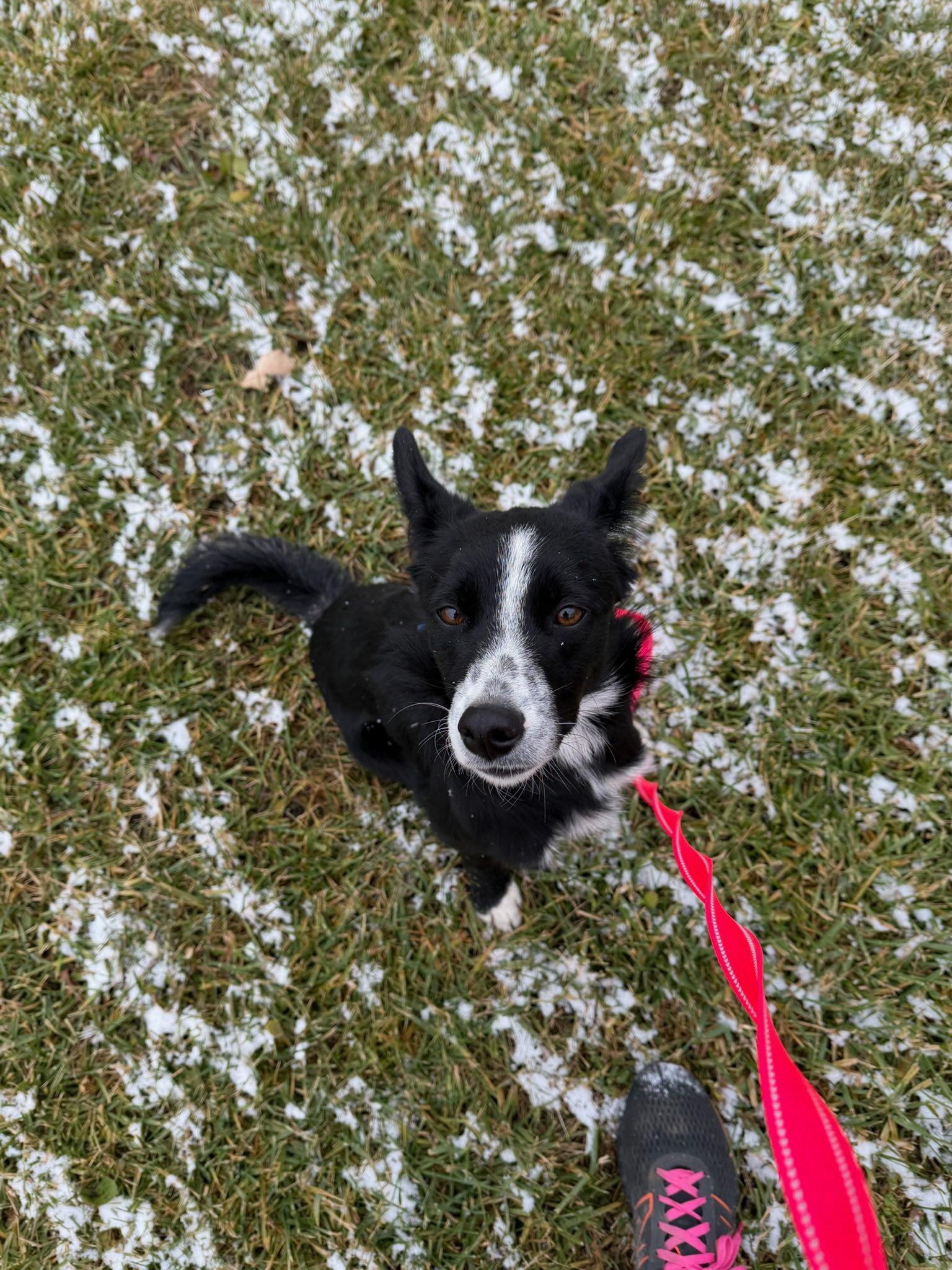 Enlarge Latrell, a Adoptable mixed breed in Mukwonago, WI image 3/3