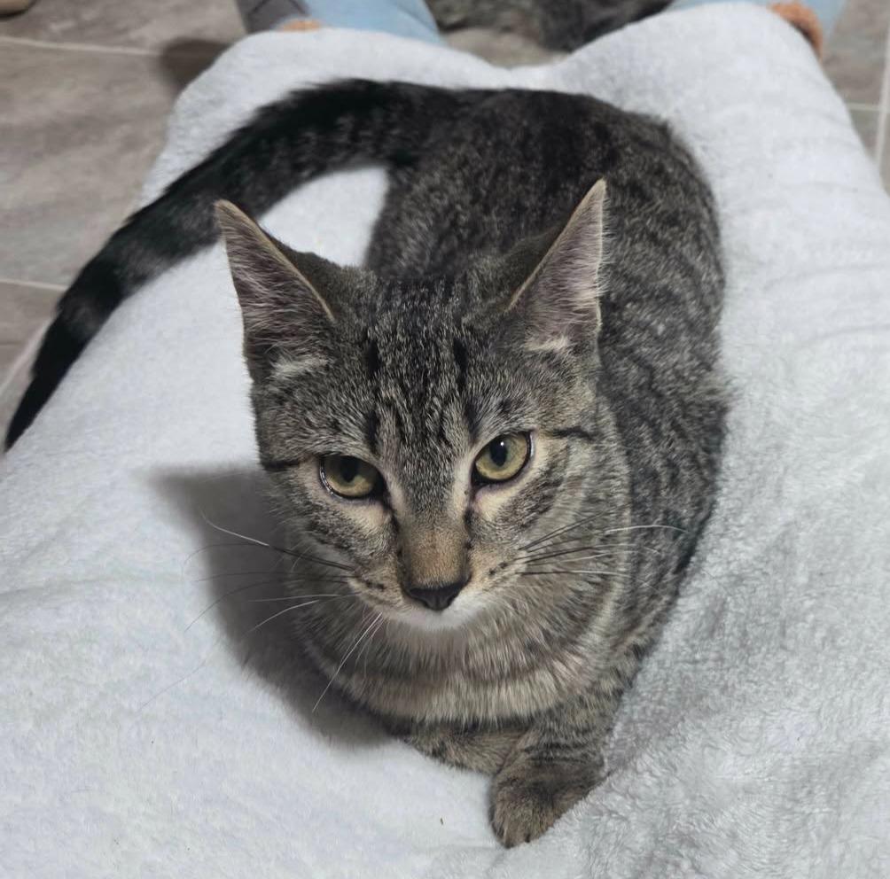 Enlarge Suzuki, a Adoptable mixed breed in Shell Lake, WI image 1/2