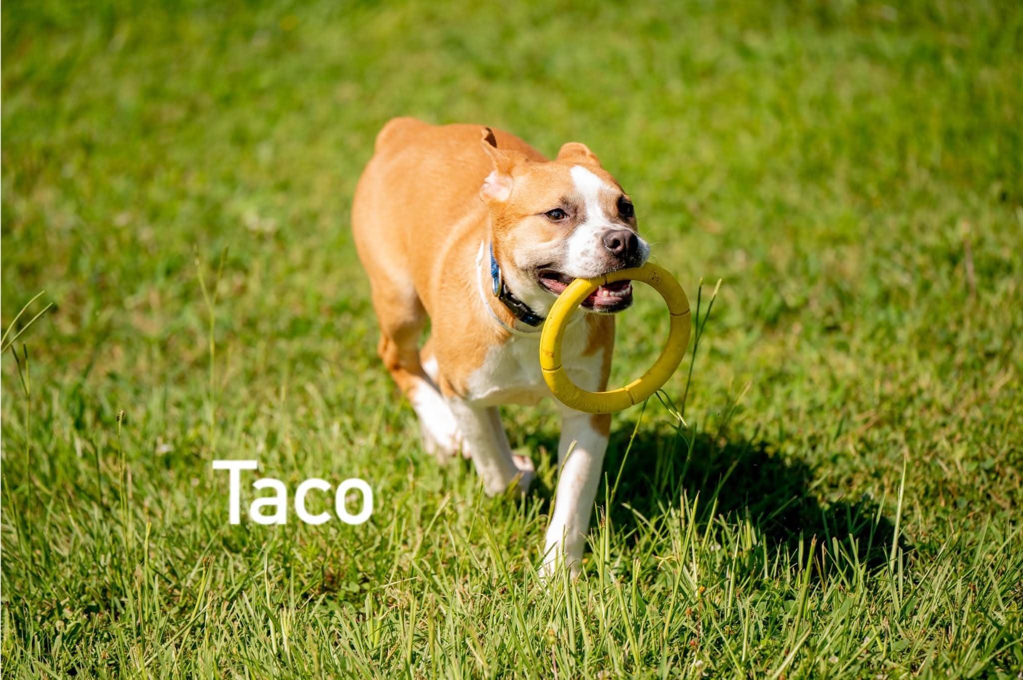 Enlarge Taco, a ADOPTABLE mixed breed in Douglas, MA image 1/5