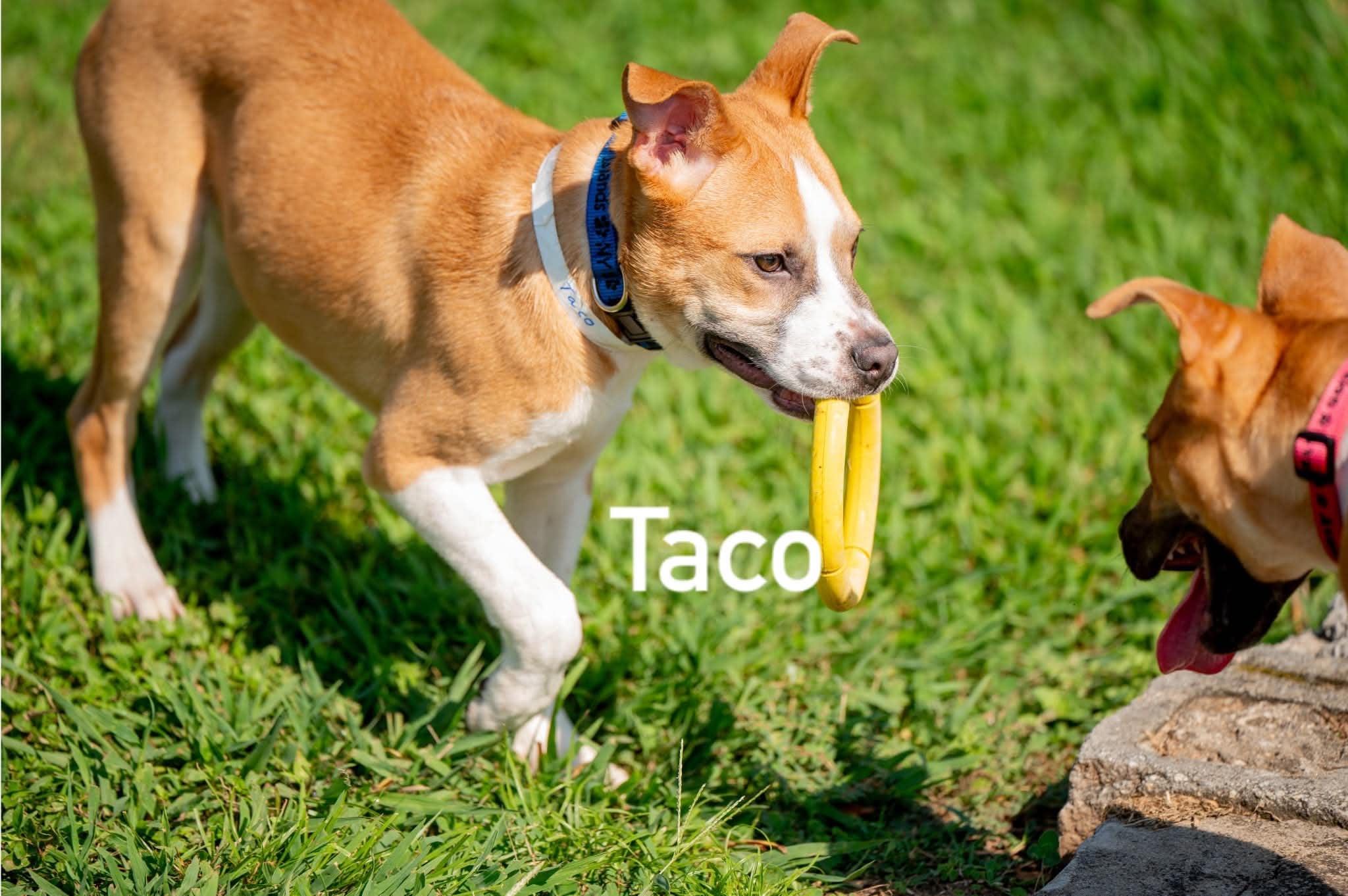 Enlarge Taco, a ADOPTABLE mixed breed in Douglas, MA image 2/5
