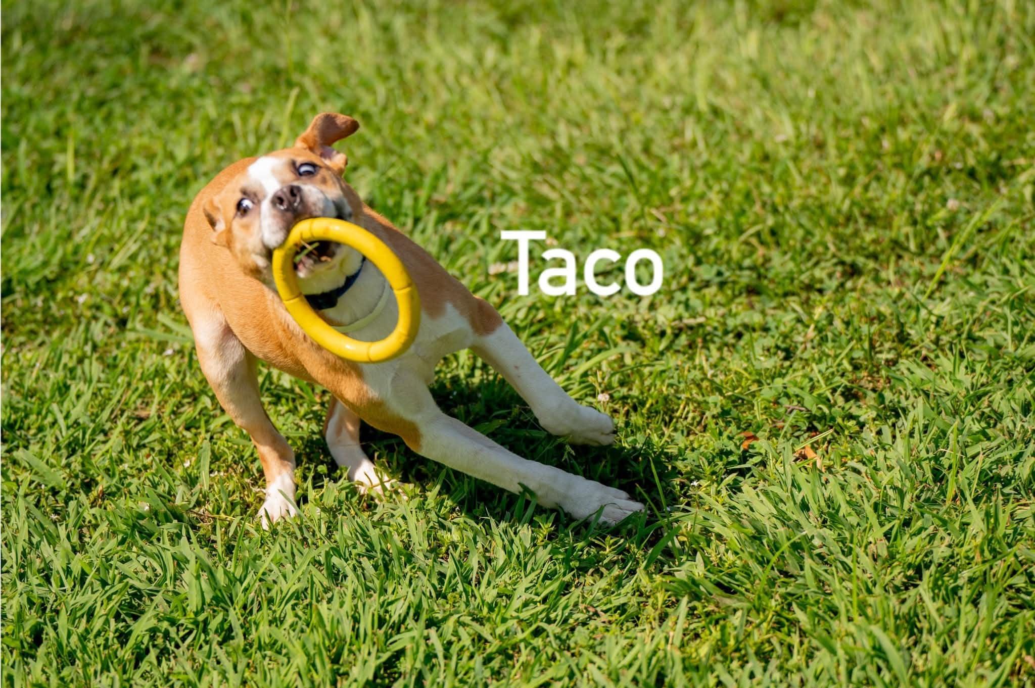 Enlarge Taco, a ADOPTABLE mixed breed in Douglas, MA image 4/5