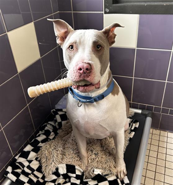 VISERYS, Adoptable, Young Male Pit Bull Terrier.