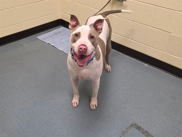VISERYS, Adoptable, Young Male Pit Bull Terrier.