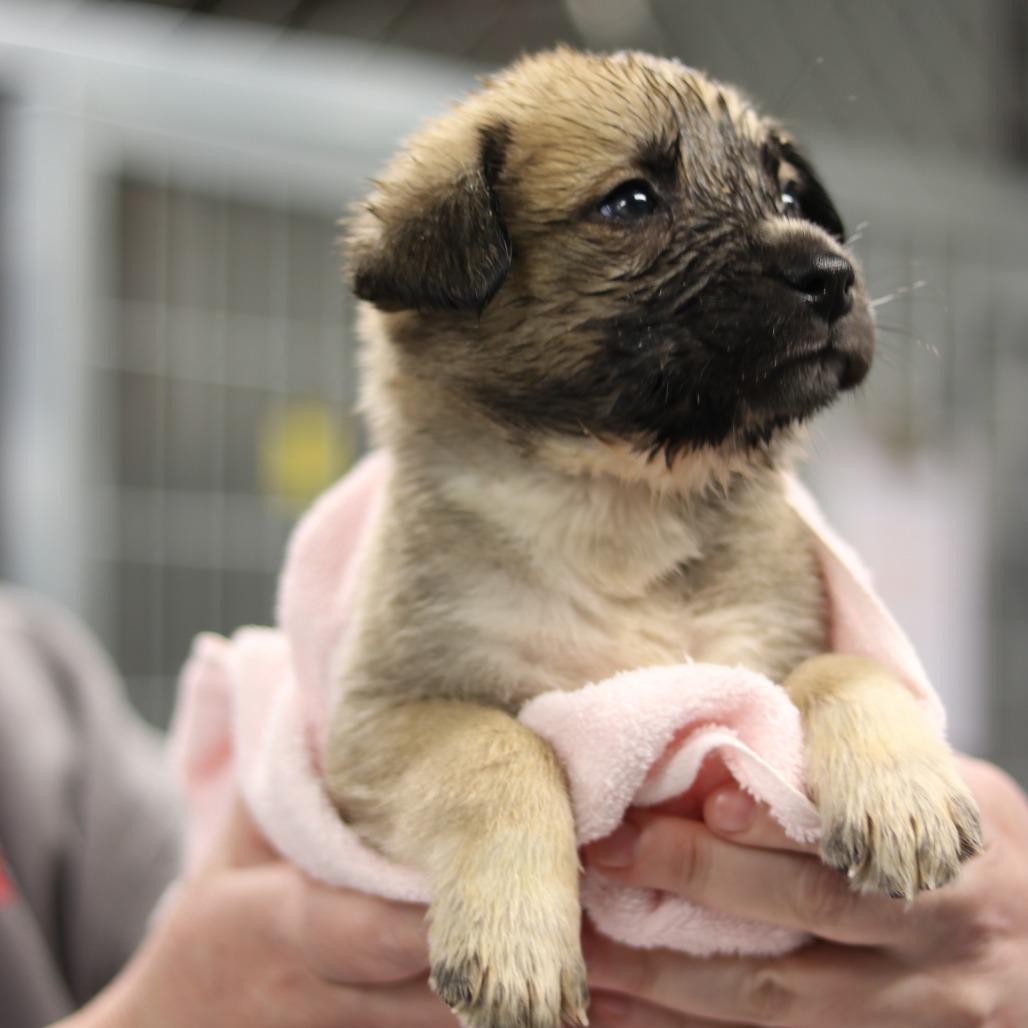 Ct Nightster thumbnail 2