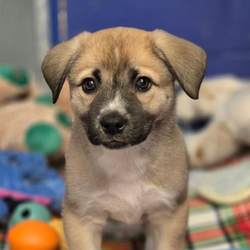 Ct Nightster thumbnail 4