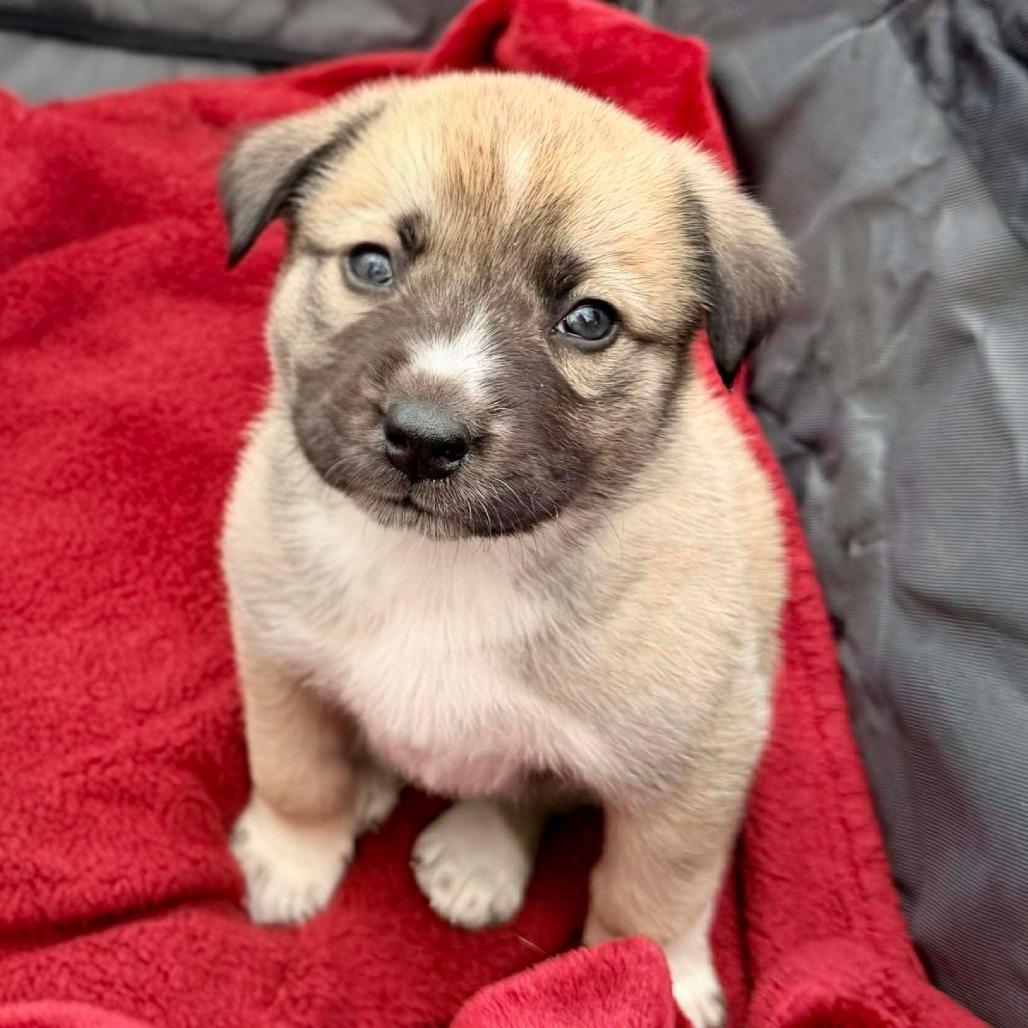 Ct Nightster thumbnail 5