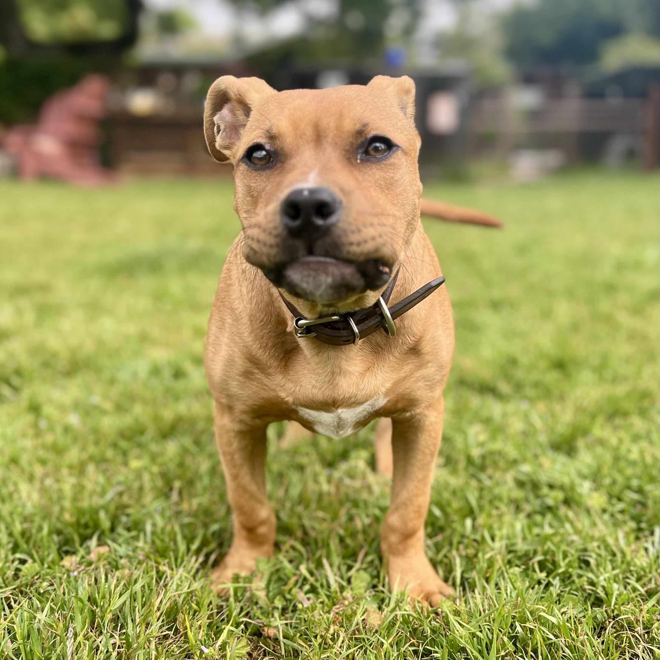 Enlarge Lil Shrub, a Adopted American Bully in Oakland, CA image 3/6