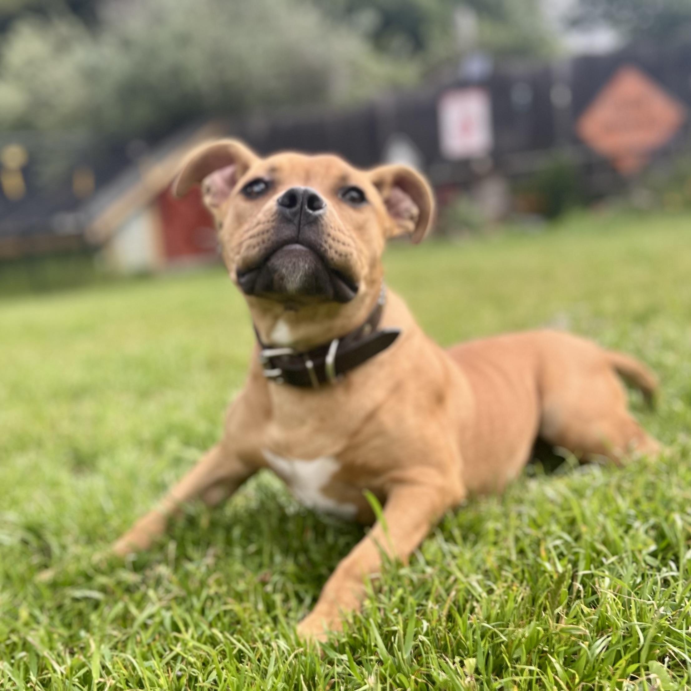 Enlarge Lil Shrub, a Adopted American Bully in Oakland, CA image 4/6