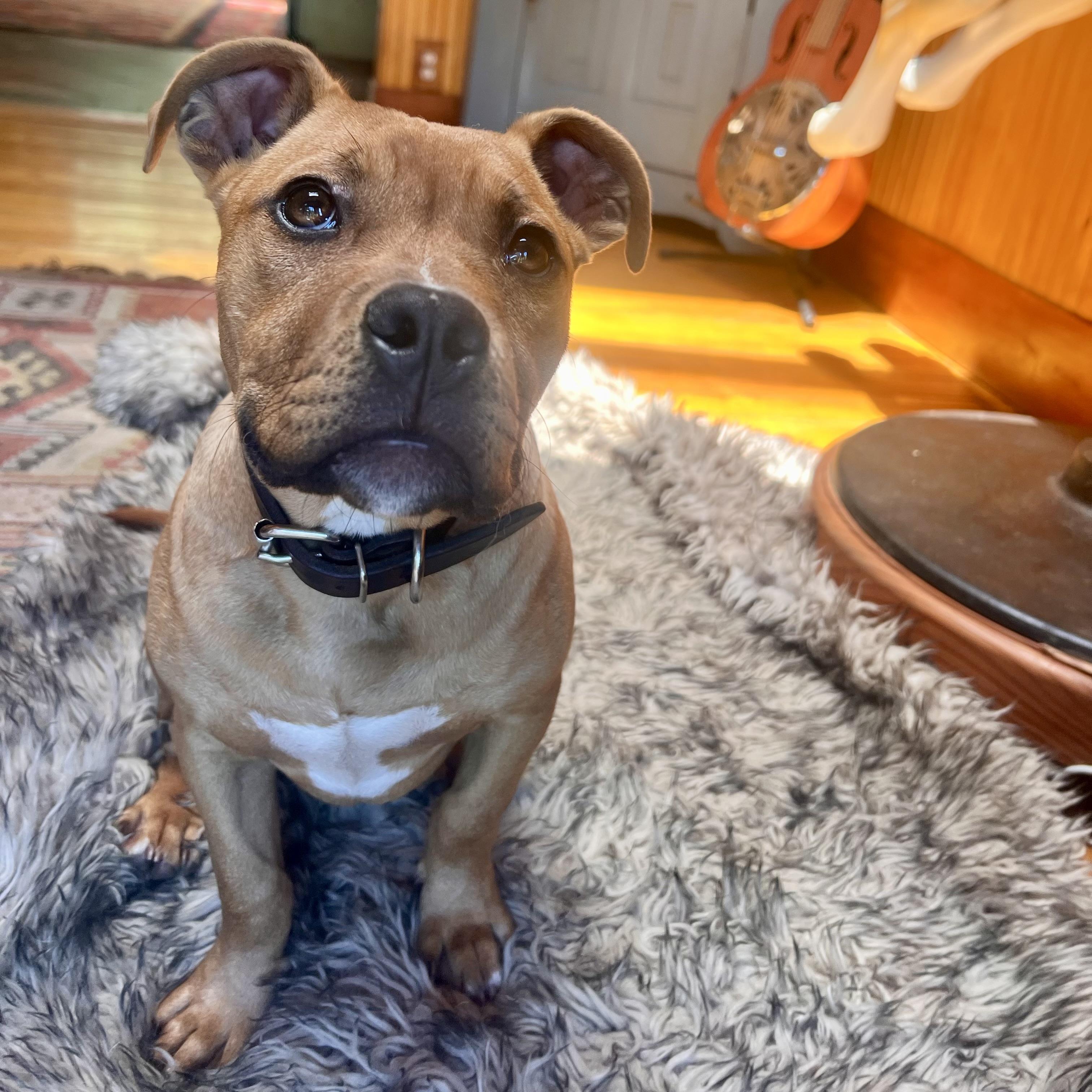 Enlarge Lil Shrub, a Adopted American Bully in Oakland, CA image 5/6