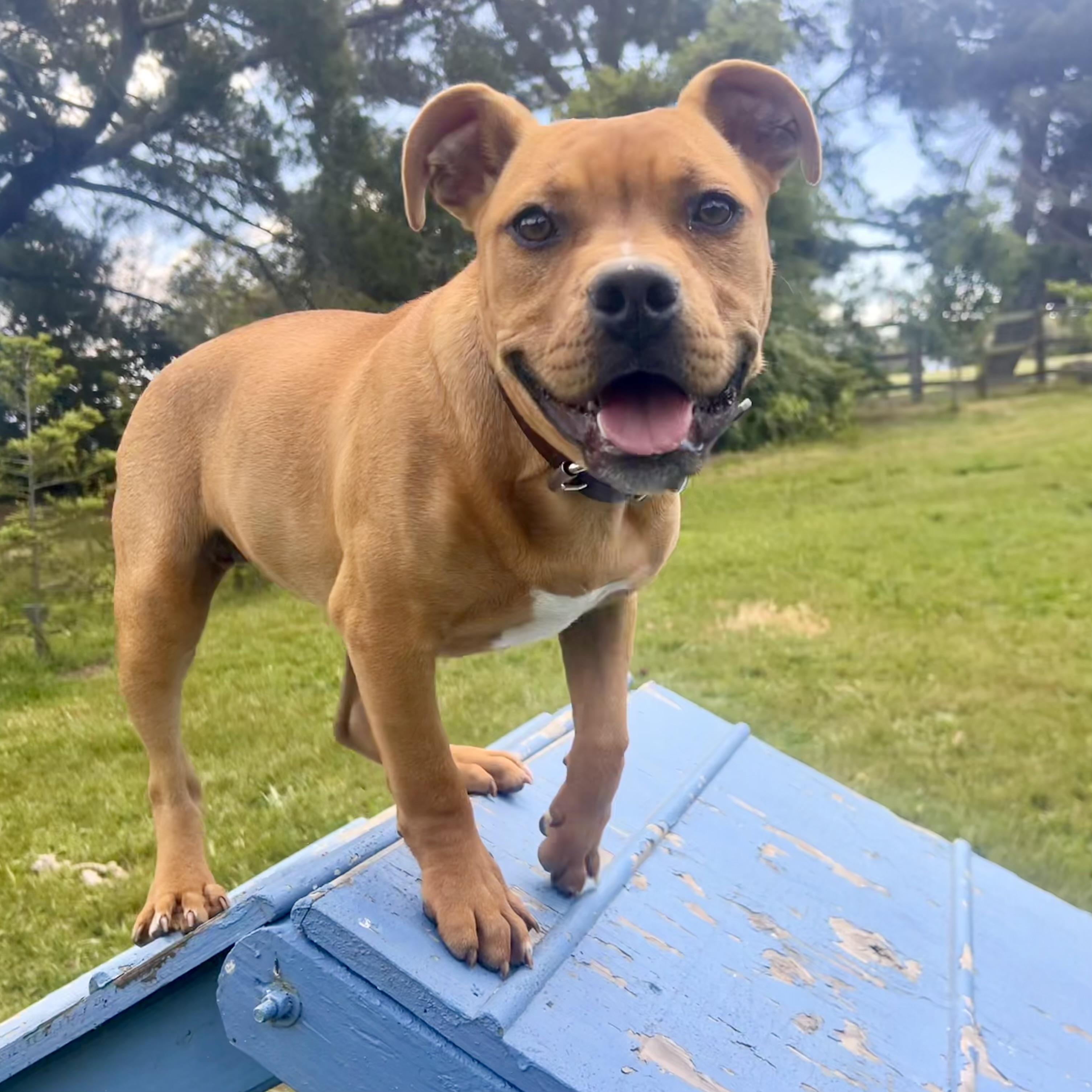 Lil Shrub, Adopted, Puppy Female American Bully.