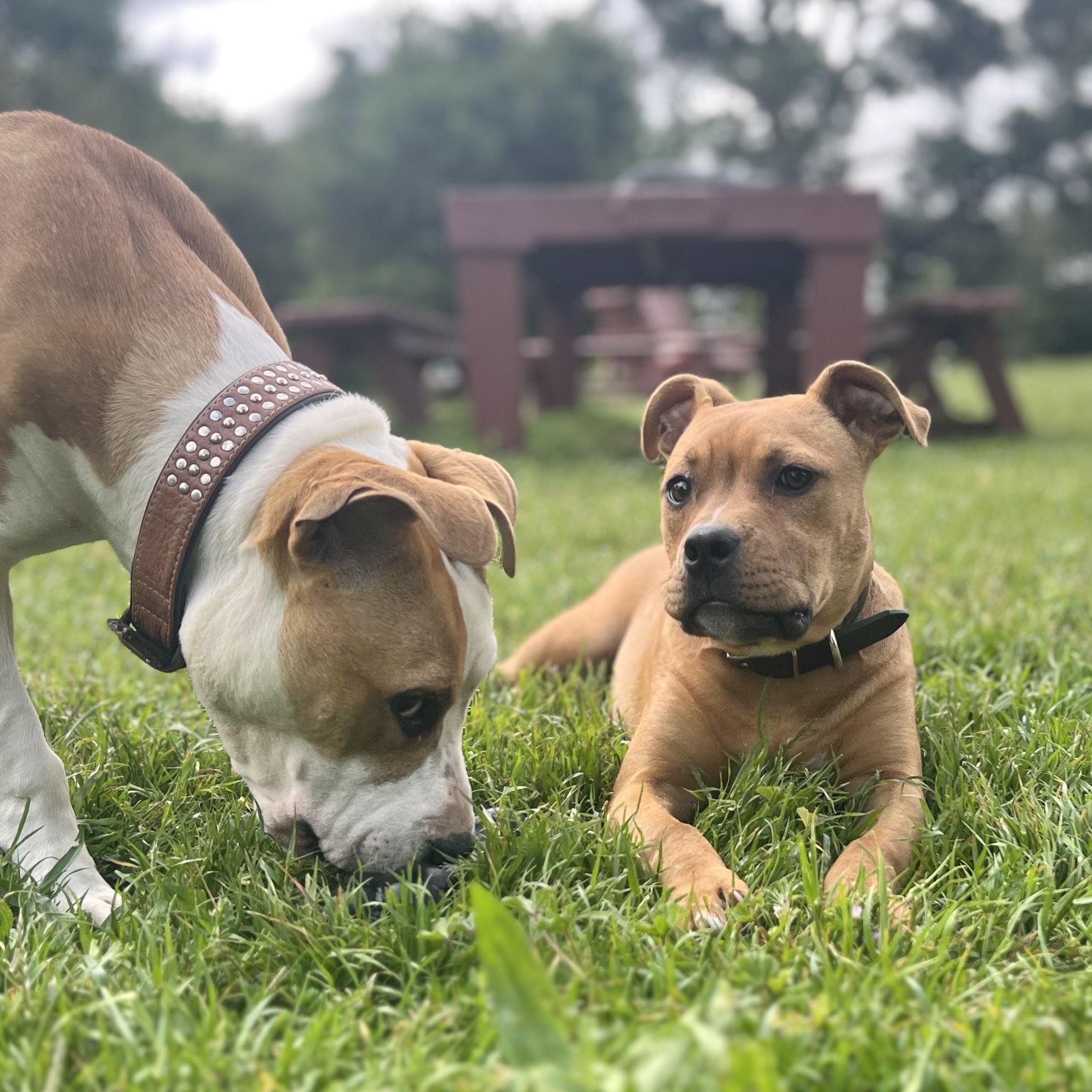 Enlarge Lil Shrub, a Adopted American Bully in Oakland, CA image 6/6