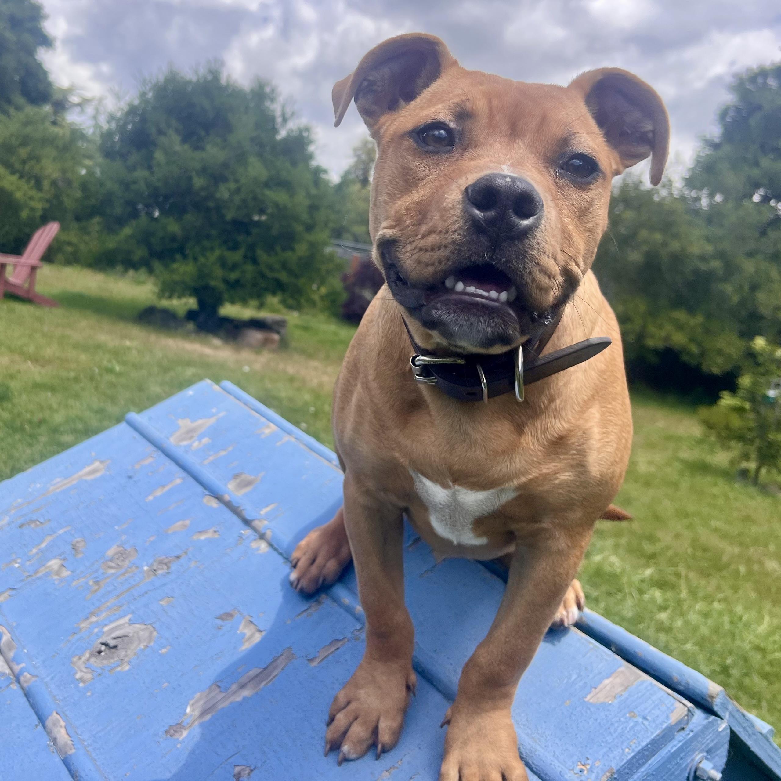 Enlarge Lil Shrub, a Adopted American Bully in Oakland, CA image 2/6