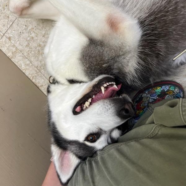 Luna, Adoptable, Adult Female Siberian Husky.