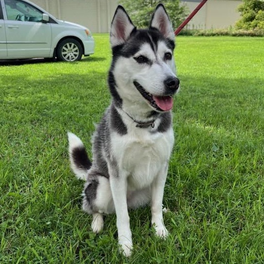 Luna, a other Siberian Husky in Storm Lake, IA image 2/3