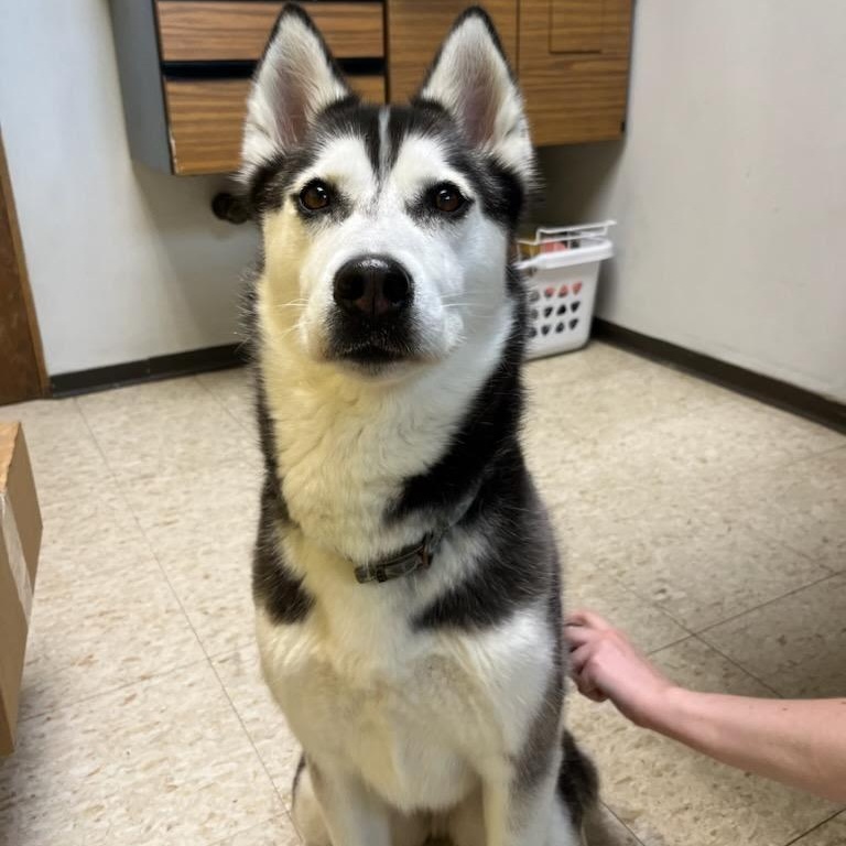 Luna, a other Siberian Husky in Storm Lake, IA image 3/3