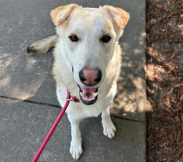 CAPYBARA, Adoptable, Young Male German Shepherd Dog & Mixed Breed.
