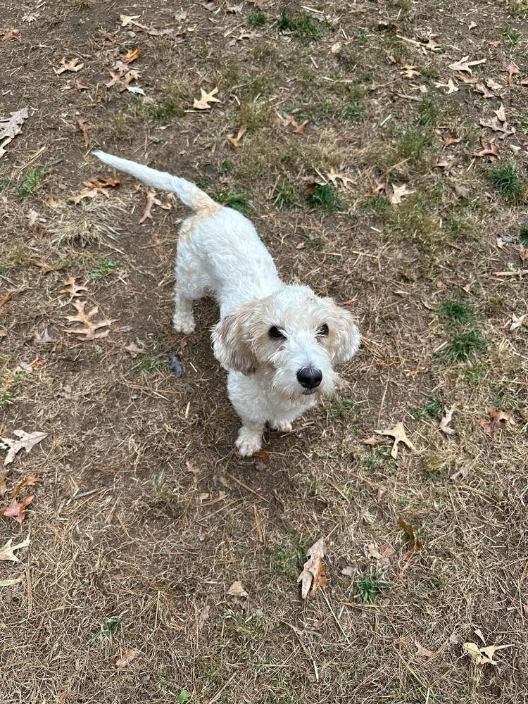 Ginger, a Adoptable Petit Basset Griffon Vendeen image 1/2