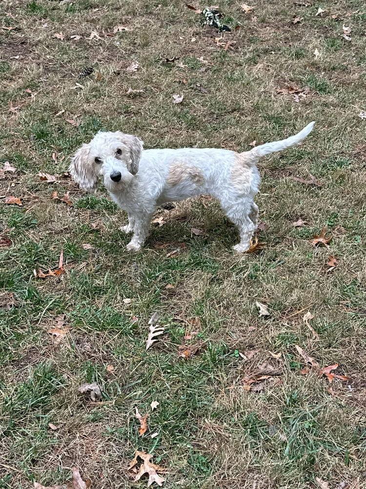 Ginger, a Adoptable Petit Basset Griffon Vendeen image 2/2