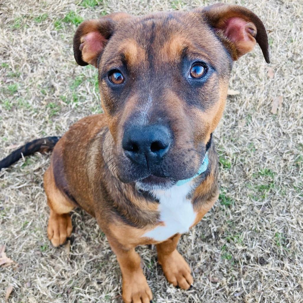 Angelica, Adoptable, Young Female Hound.