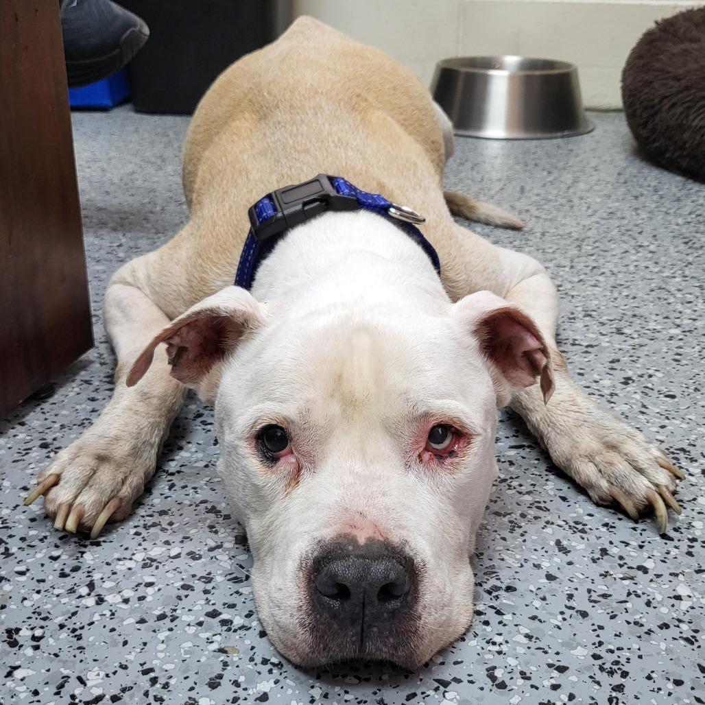 Dr. Stylish 28307, Adoptable, Senior Male Mixed Breed.