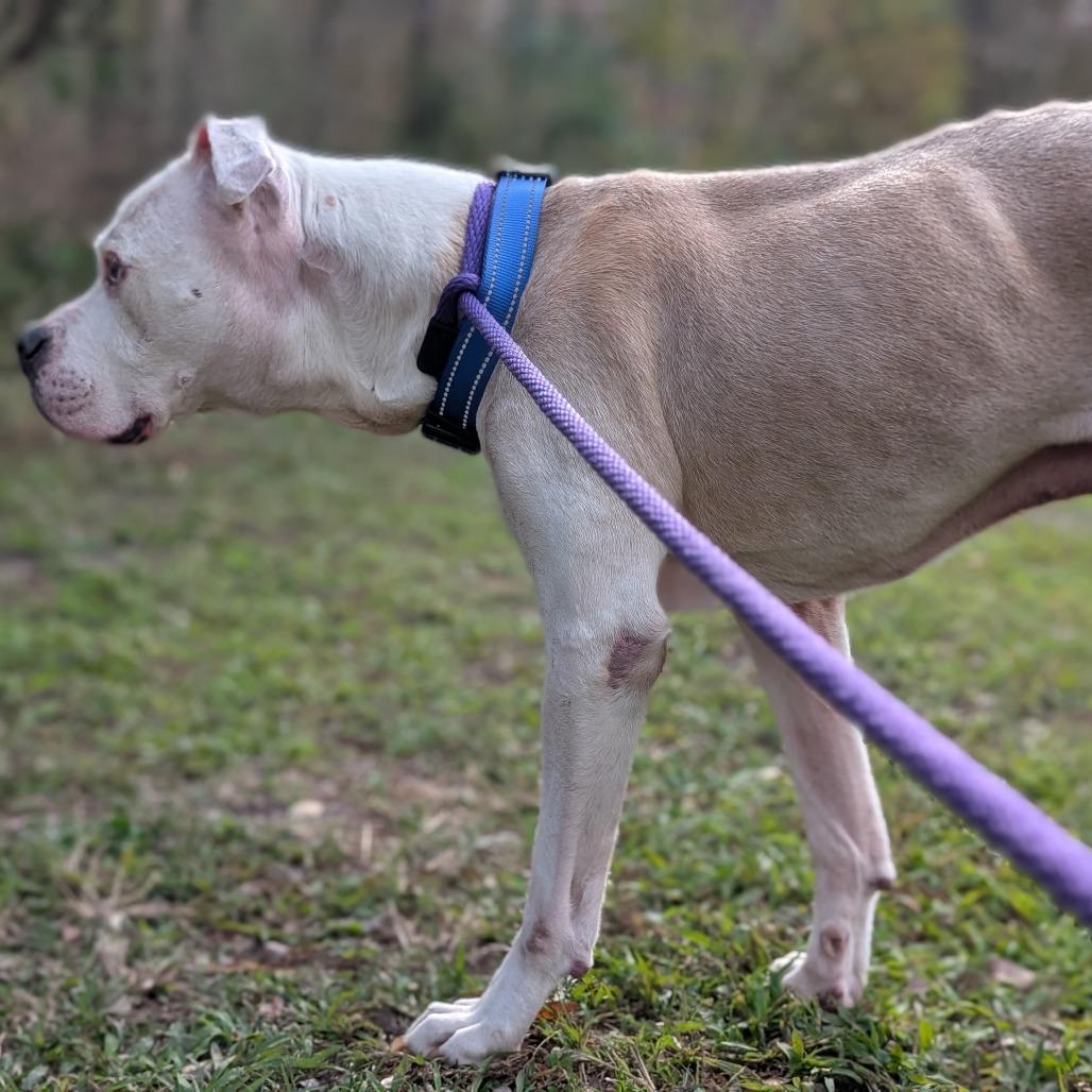Enlarge Dr. Stylish 28307, a Adoptable Mixed Breed in Middleburg, FL image 3/4