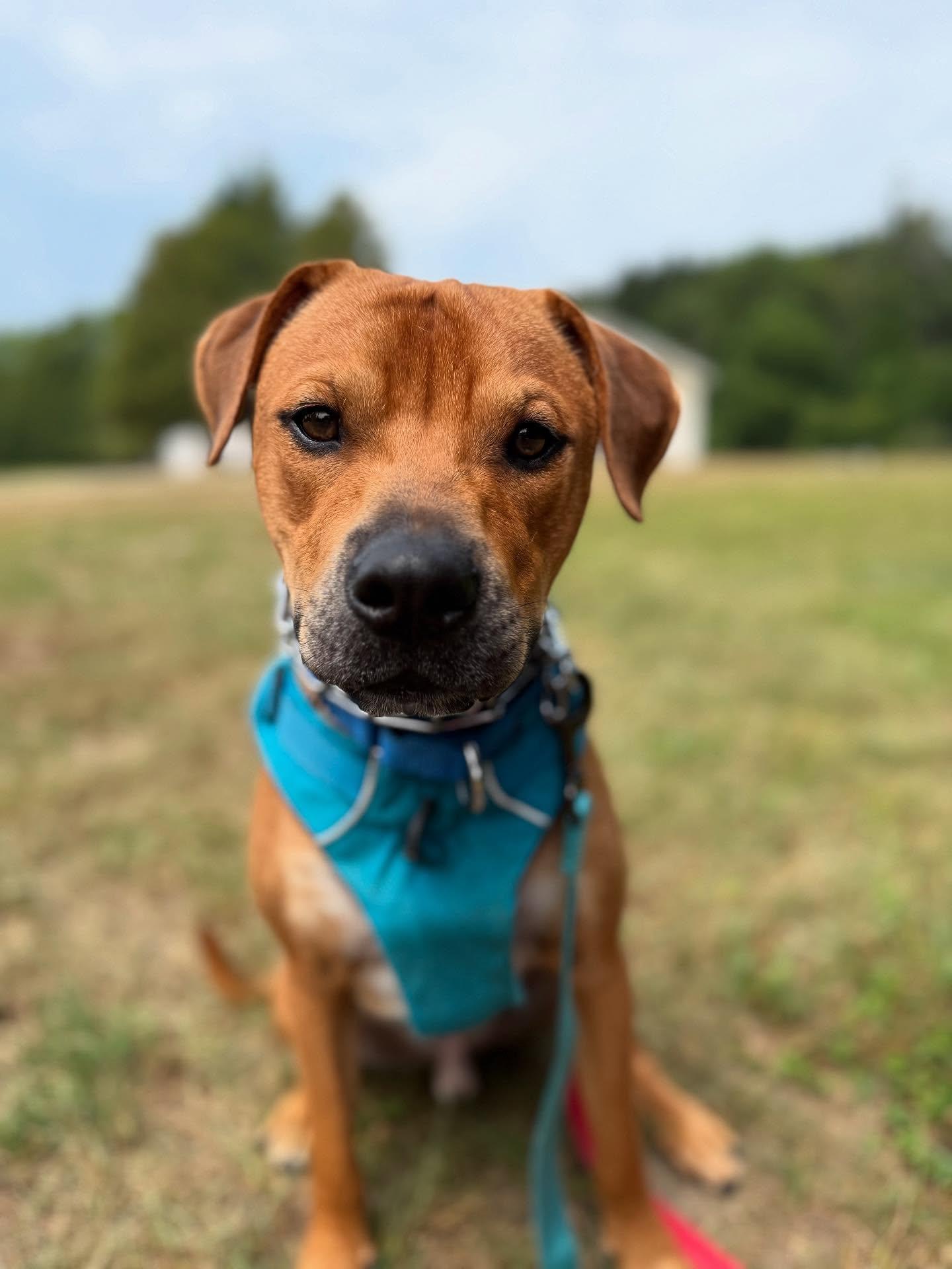 Damian, an adoptable Mixed Breed in St. Albans, VT, 05478 | Photo Image 5