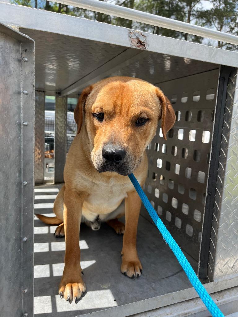 Damian, an adoptable Mixed Breed in St. Albans, VT, 05478 | Photo Image 3