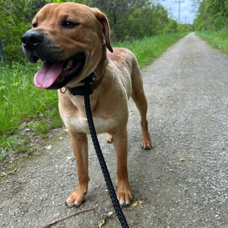 Damian, an adoptable Mixed Breed in St. Albans, VT, 05478 | Photo Image 4