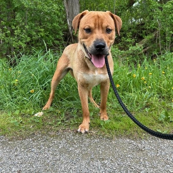 Damian, an adoptable Mixed Breed in St. Albans, VT, 05478 | Photo Image 2