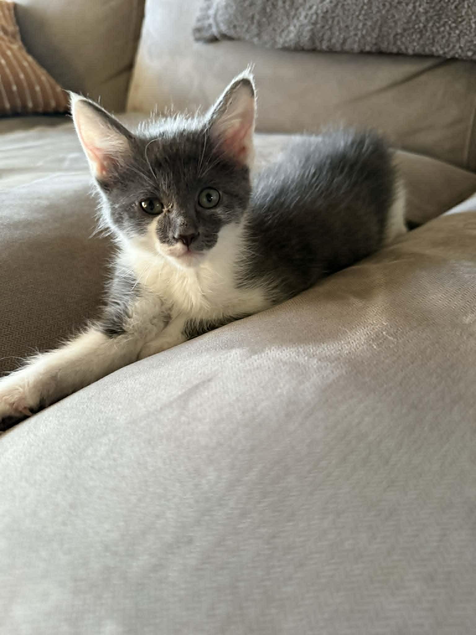 Enlarge Dr. Pepper, an adopted Domestic Short Hair in Overland Park, KS image 1/2