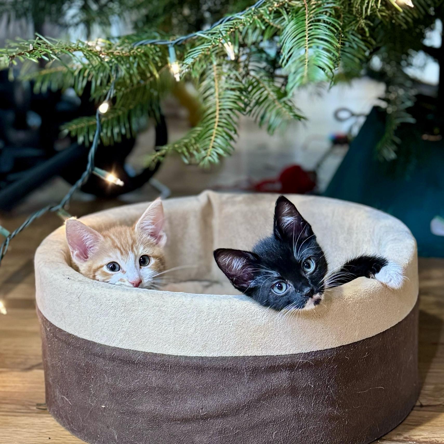 Ludacris, Adoptable, Kitten Male Domestic Short Hair.