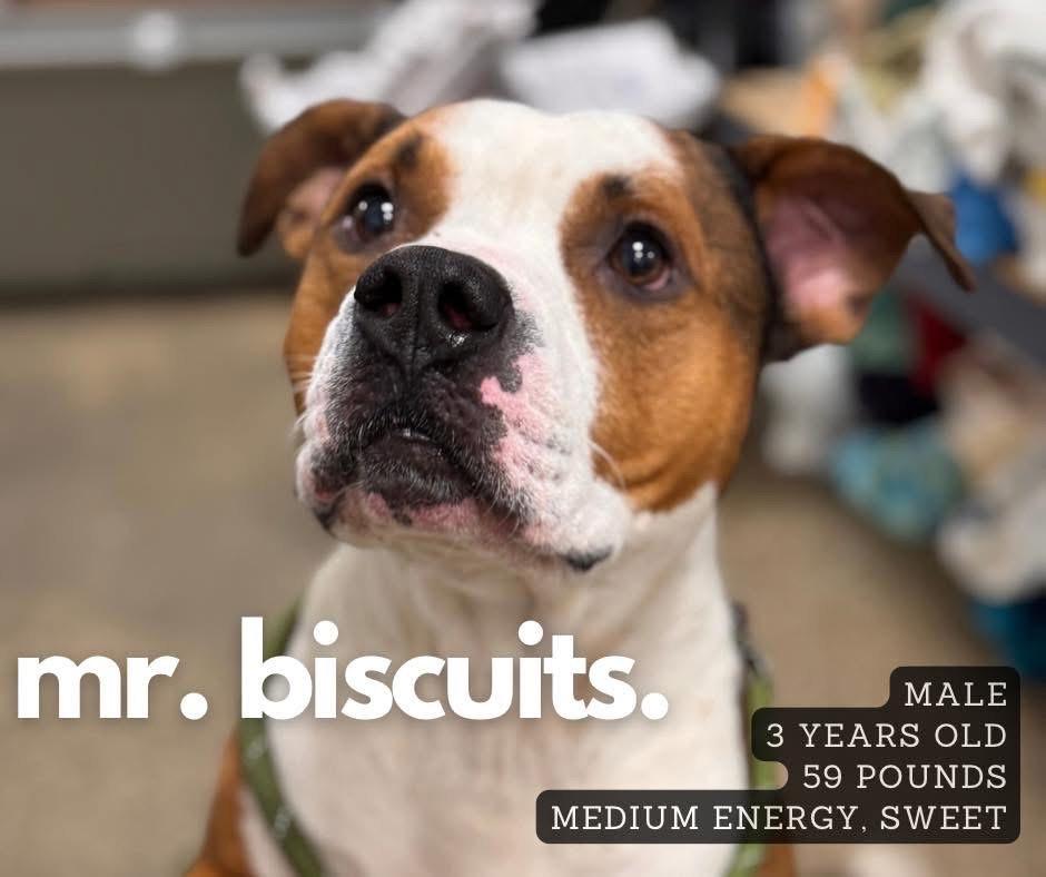 Mr. Biscut, Adoptable, Adult Male Pit Bull Terrier.
