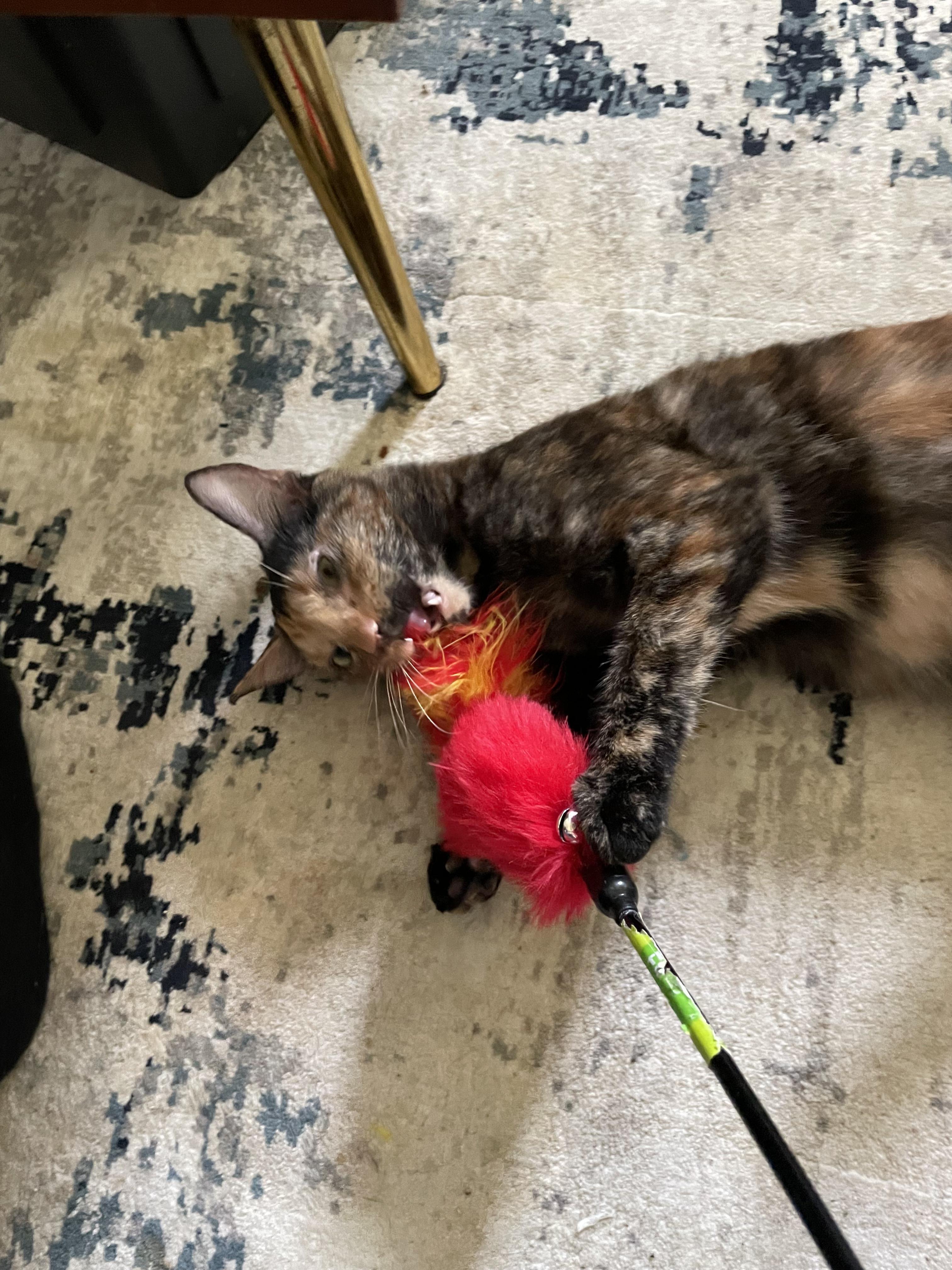 Turtle, a Adoptable Domestic Short Hair in Hillsboro, OR image 3/5