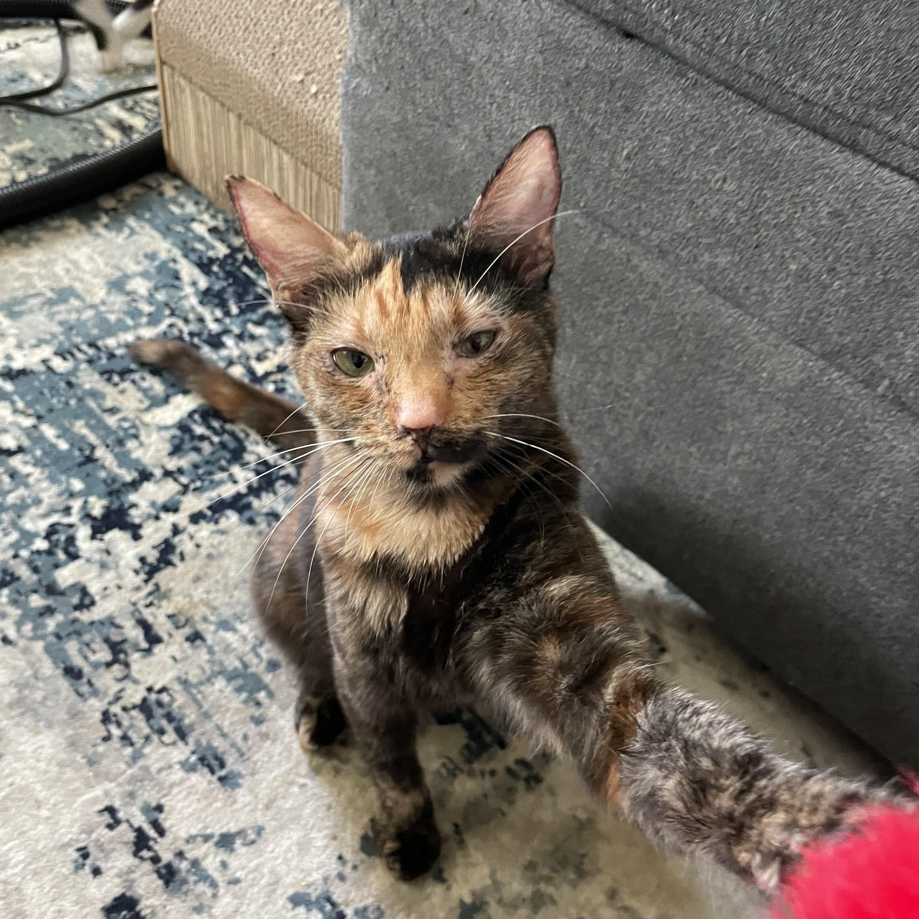 Turtle, Adoptable, Adult Female Tortoiseshell.