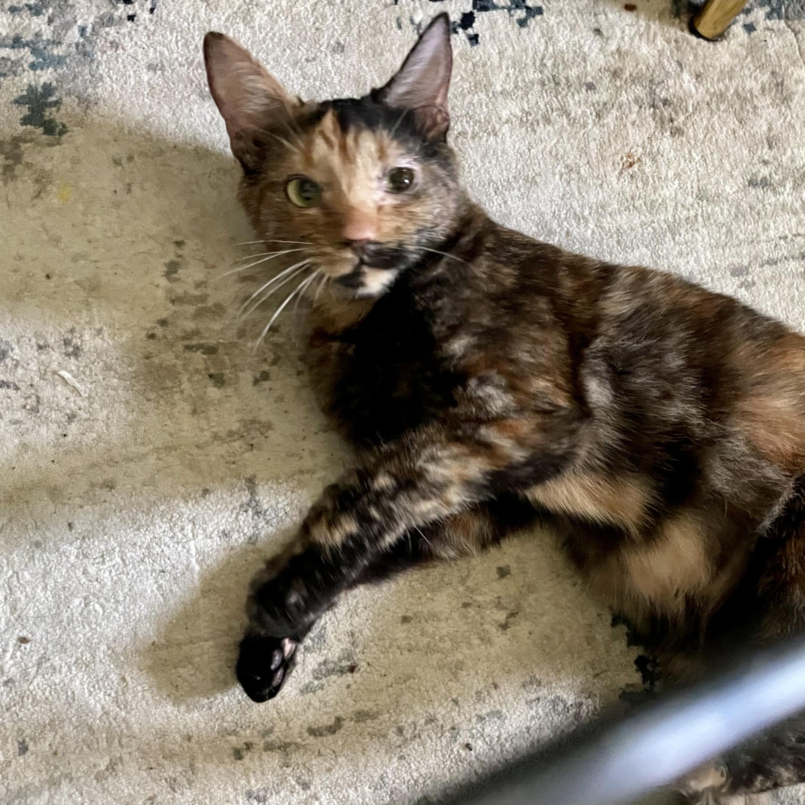 Turtle, Adoptable, Young Female Domestic Short Hair.