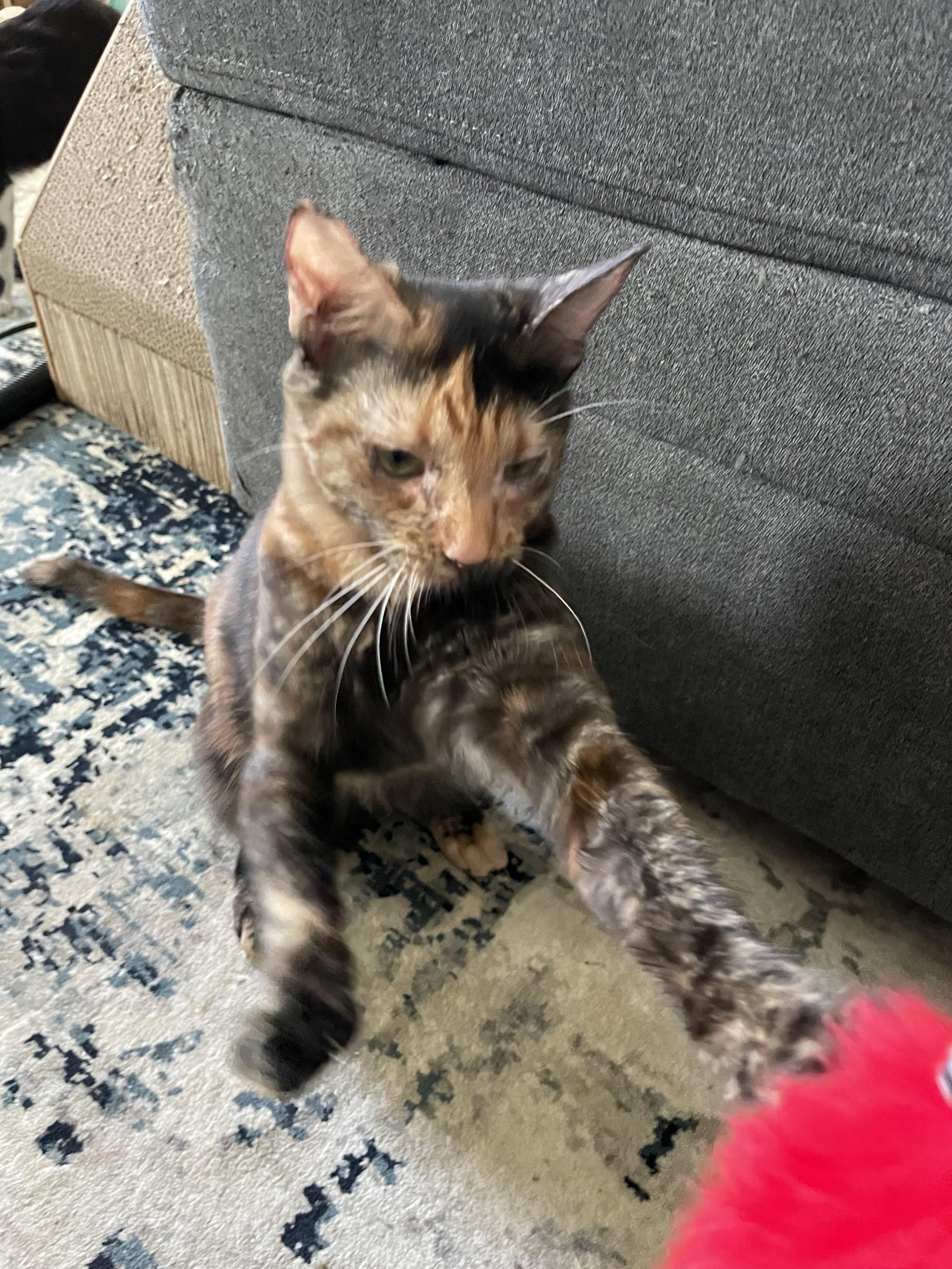 Turtle, a Adoptable Domestic Short Hair in Hillsboro, OR image 5/5