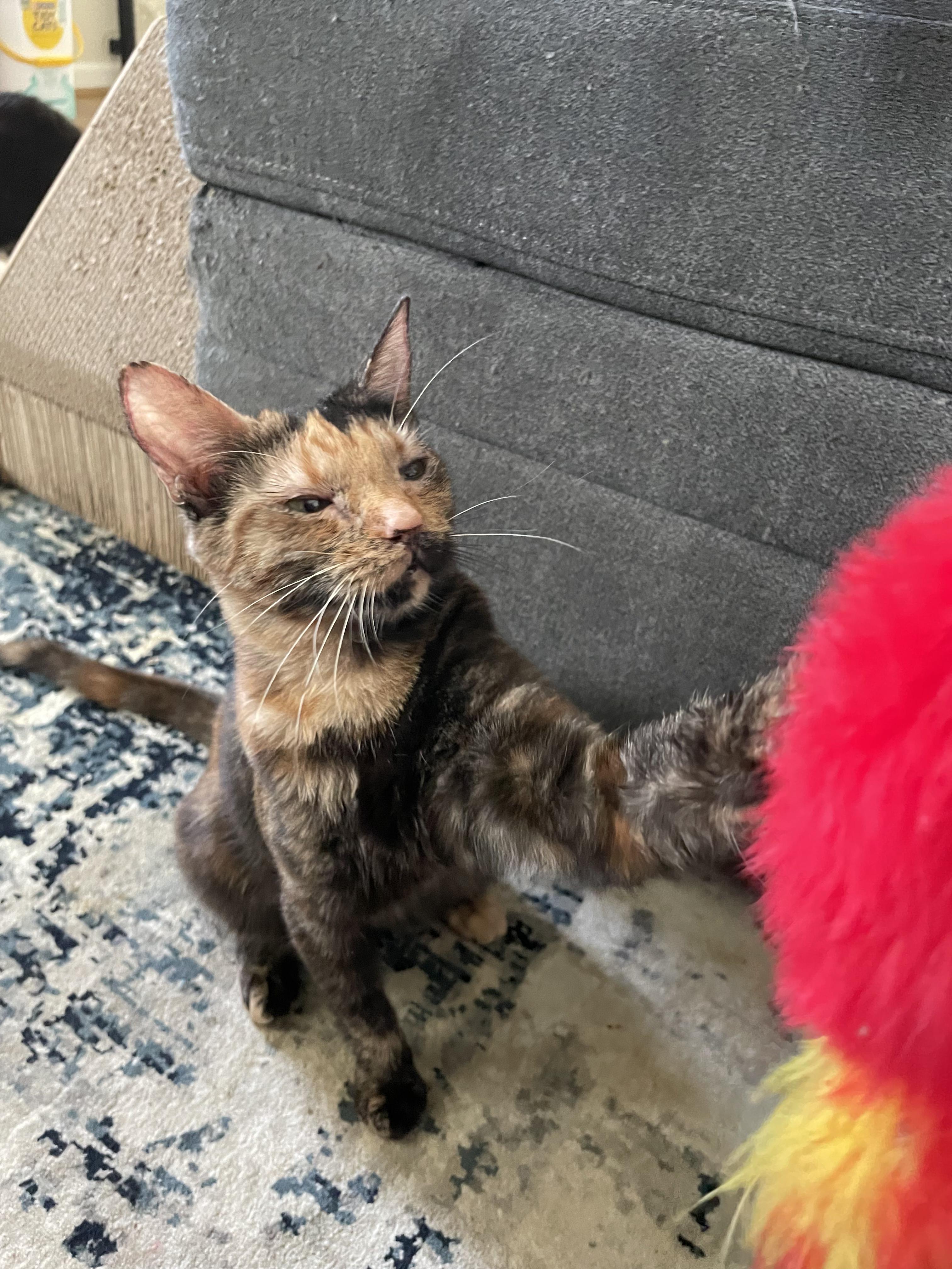 Turtle, a Adoptable Domestic Short Hair in Hillsboro, OR image 4/5