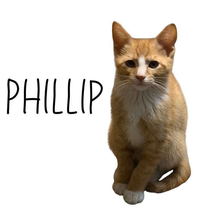 Phillip, Adoptable, Kitten Male Tabby.
