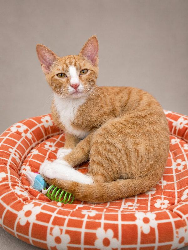 Enlarge Phillip, a Adoptable Tabby in Pineville, LA image 2/2