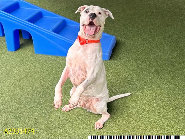 FABLE, Adoptable, Young Male Mixed Breed.