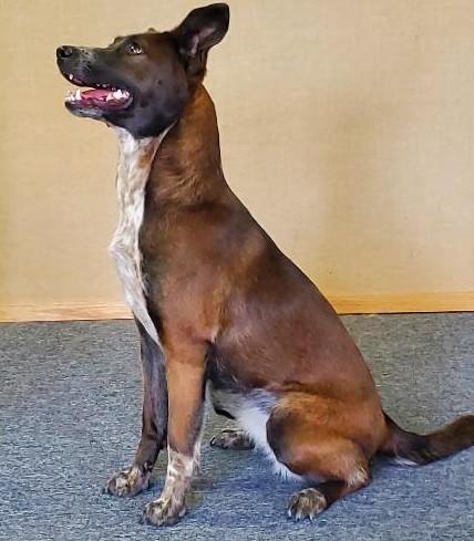 Enlarge Lara, a Adoptable mixed breed in Bend, OR image 1/3