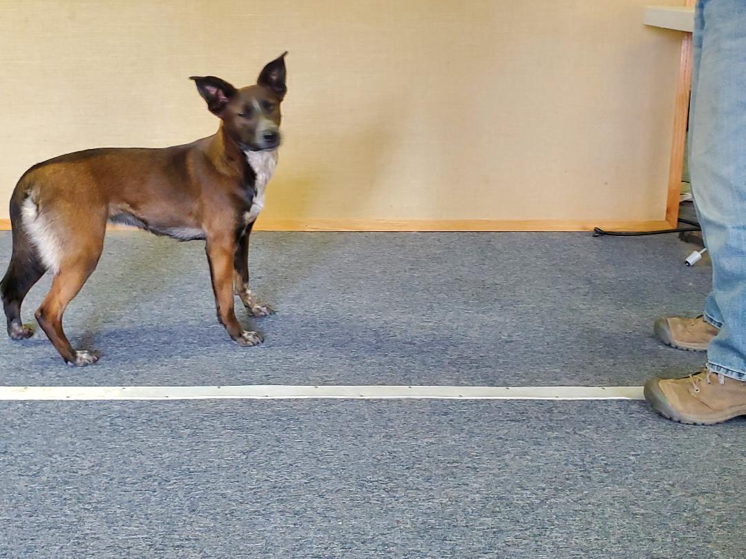 Lara, an adoptable Cattle Dog, Labrador Retriever in Bend, OR, 97703 | Photo Image 2