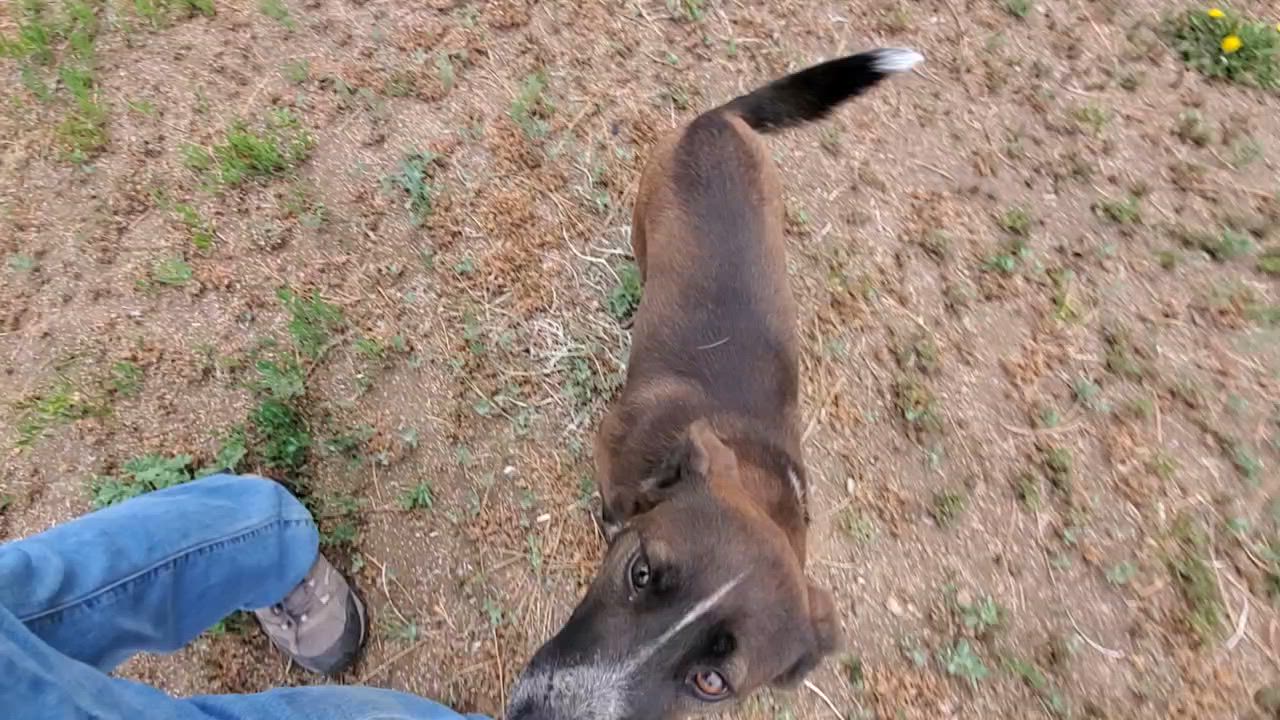 Enlarge Lara, a Adoptable mixed breed in Bend, OR video 3/3