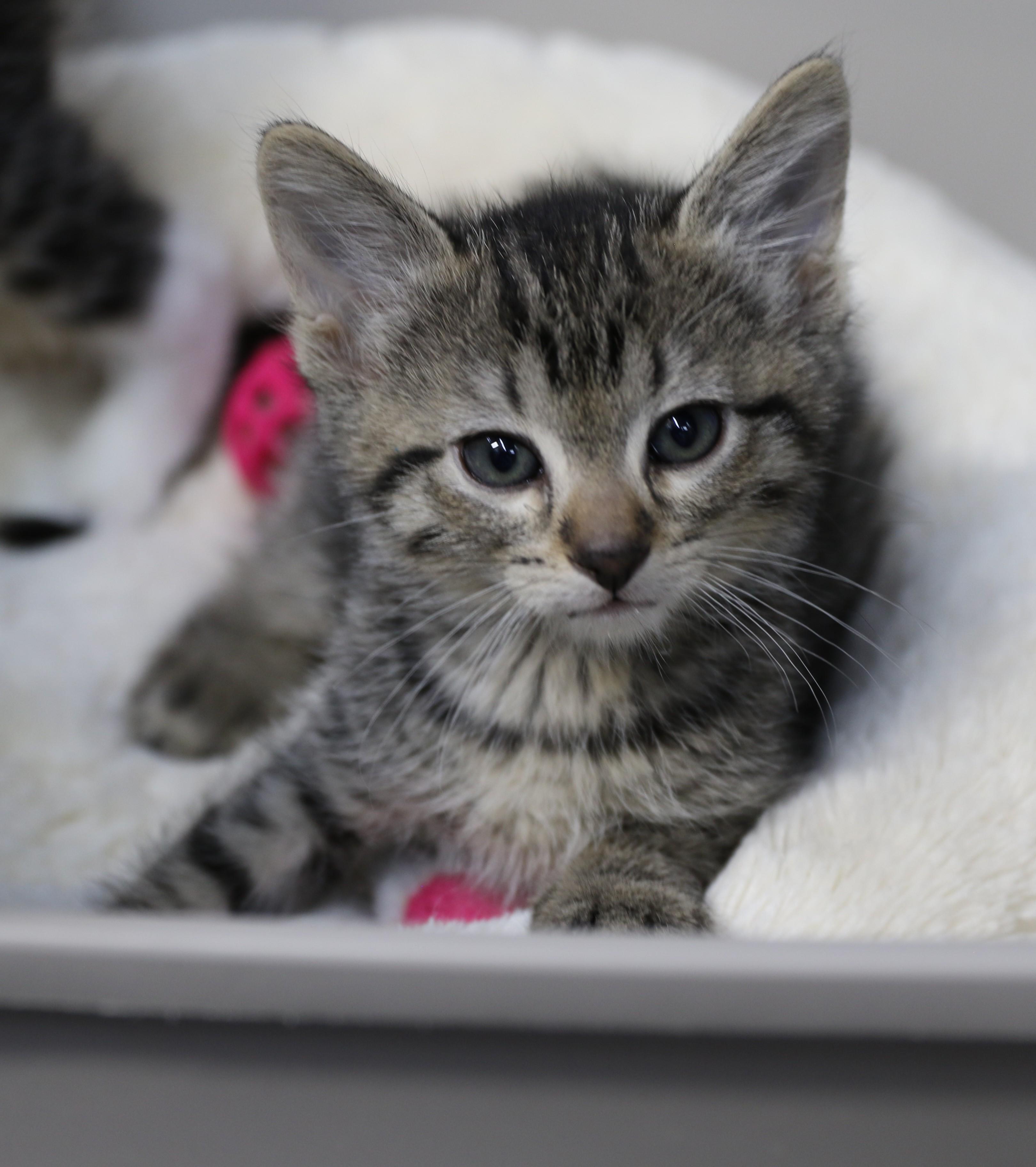 Amos, a ADOPTABLE Tabby in Cut Bank, MT image 5/5