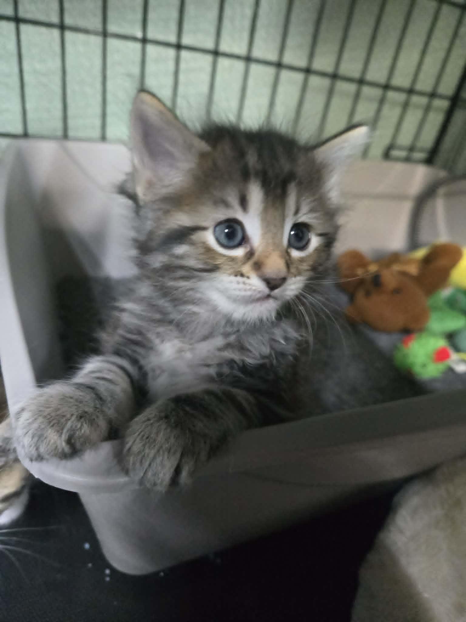 Amos, ADOPTABLE, Kitten Male Tabby.