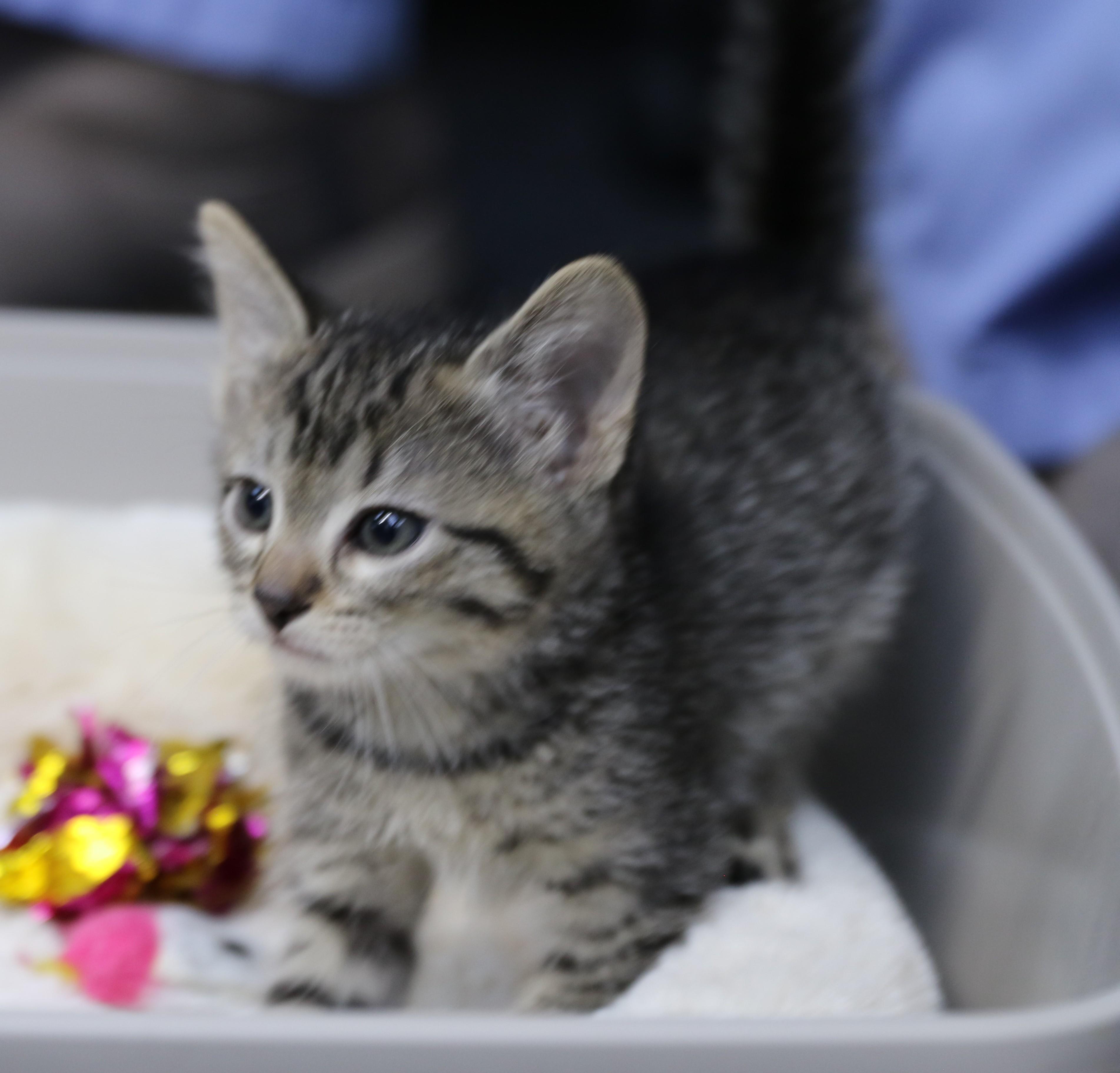 Amos, a ADOPTABLE Tabby in Cut Bank, MT image 4/5