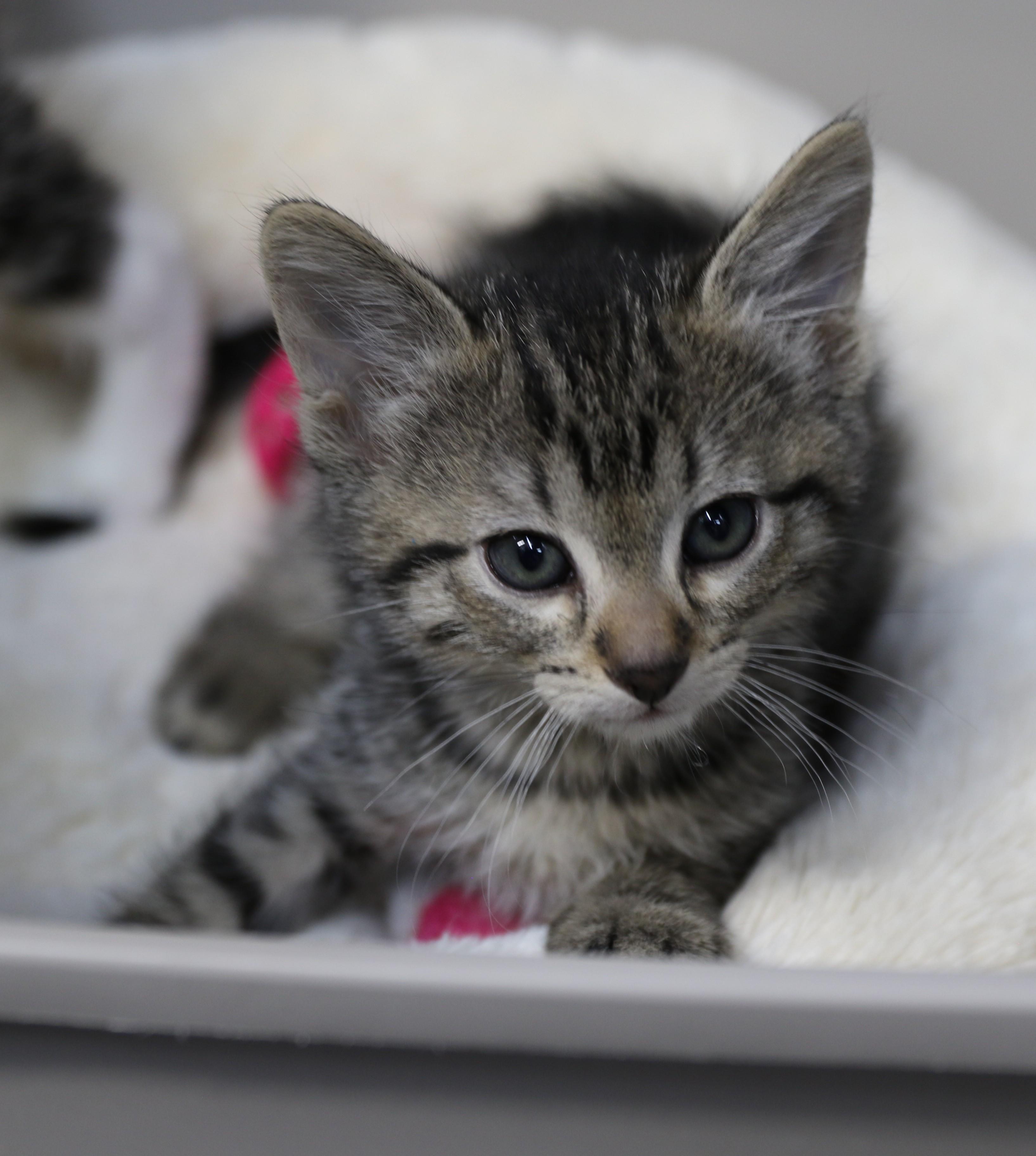 Amos, a ADOPTABLE Tabby in Cut Bank, MT image 2/5