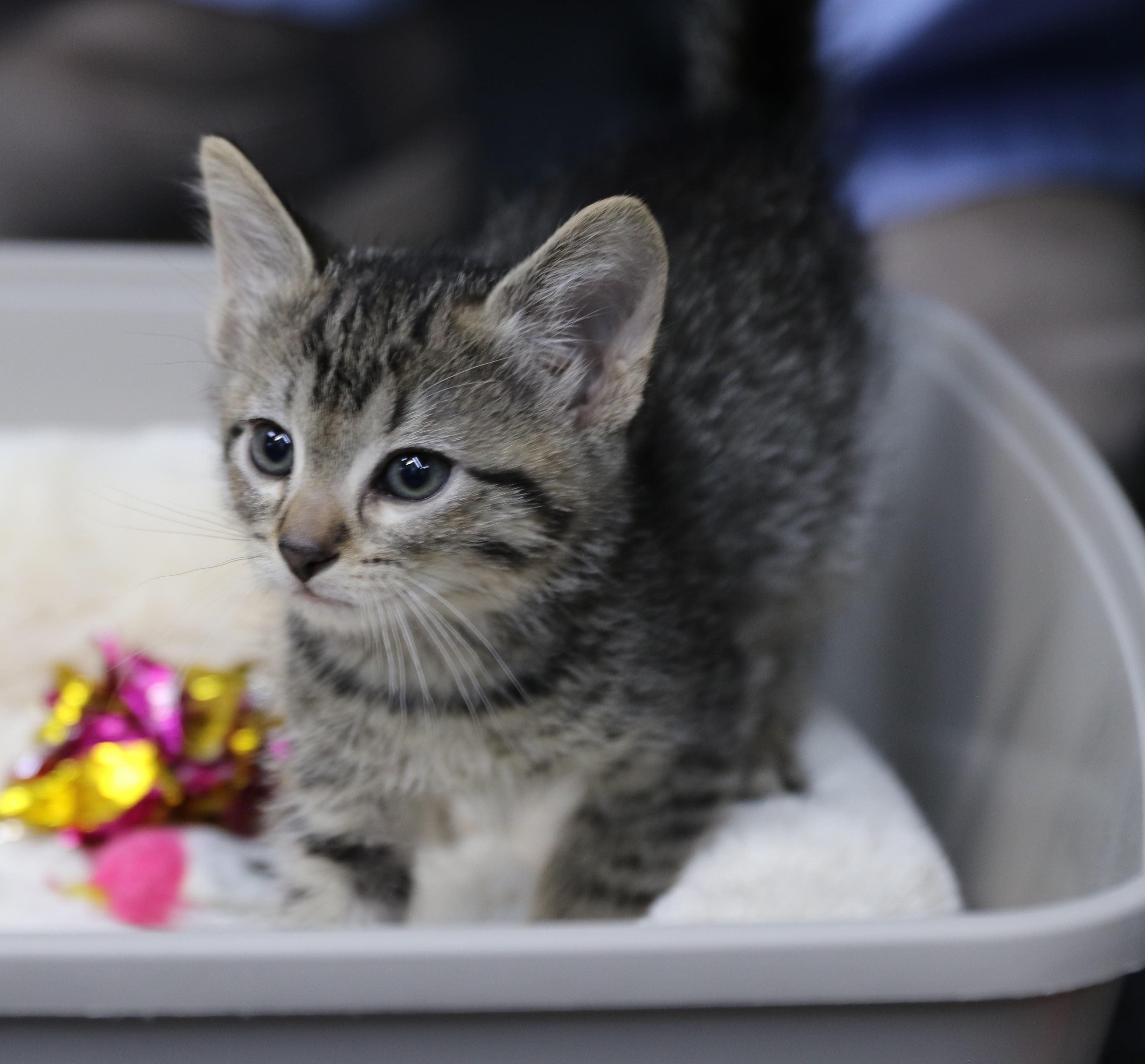 Amos, a ADOPTABLE Tabby in Cut Bank, MT image 3/5