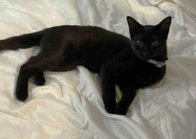 Willow, ADOPTABLE, Kitten Female Domestic Short Hair.
