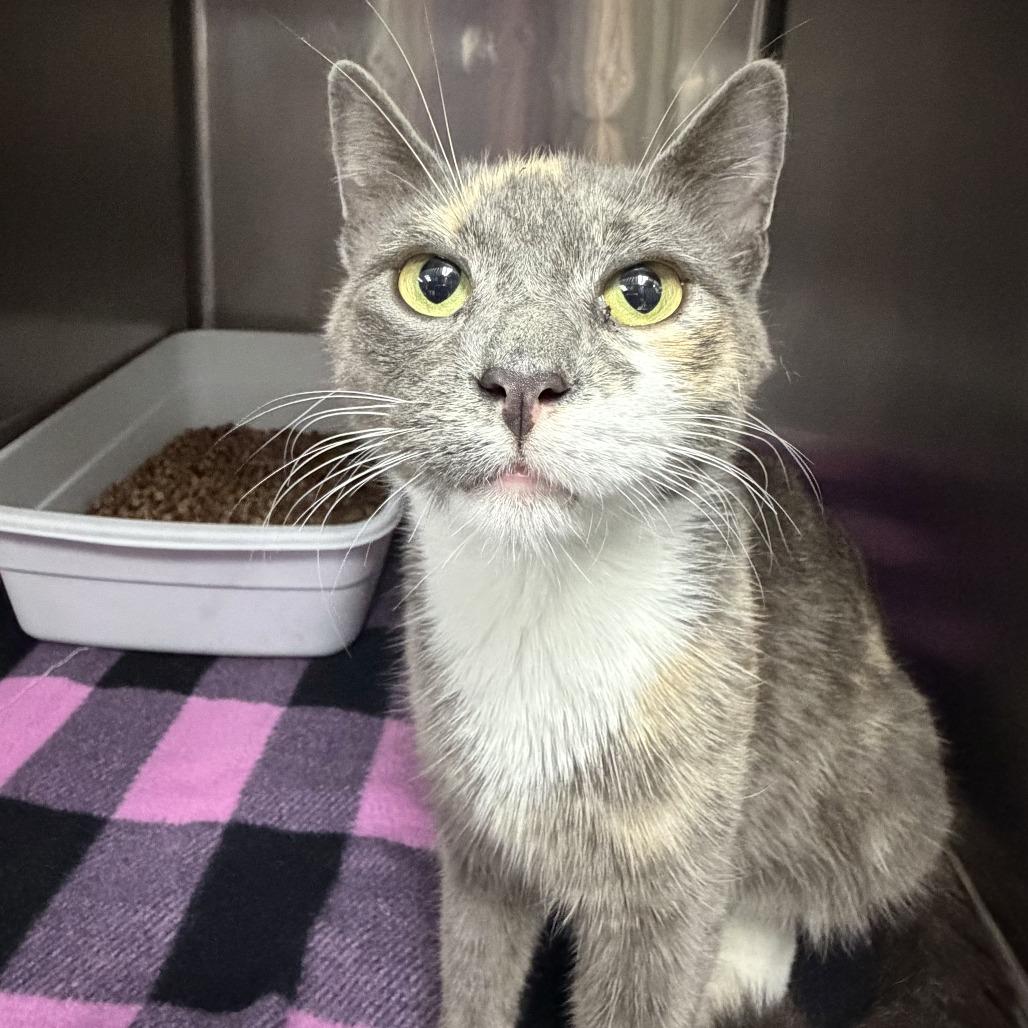 Lady Godiva, Adoptable, Young Female Domestic Short Hair.